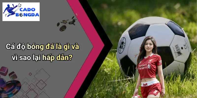 Cá độ bóng đá 67 Cá Độ Bóng Đá